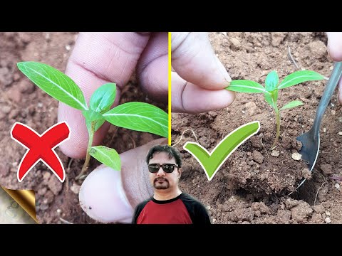 Video: Pollinator Friendly Container Plants – Pagpapalaki ng Potted Bee Garden