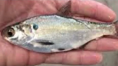 How to identify and find shad year around!