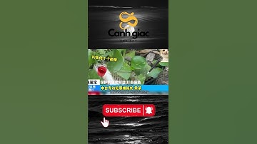 [Kiến Thức Sinh Tồn] Các Loại Rắn Độc Bạn Cần Biết | Thông Tin & Cách Nhận Biết 🐍 #snake #yhoc