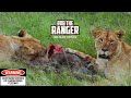 Lionesses Feeding on Warthog | Maasai Mara Safari | Zebra Plains