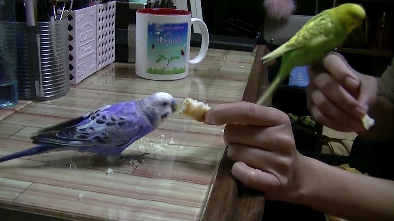 Polly and Howl eating Mode