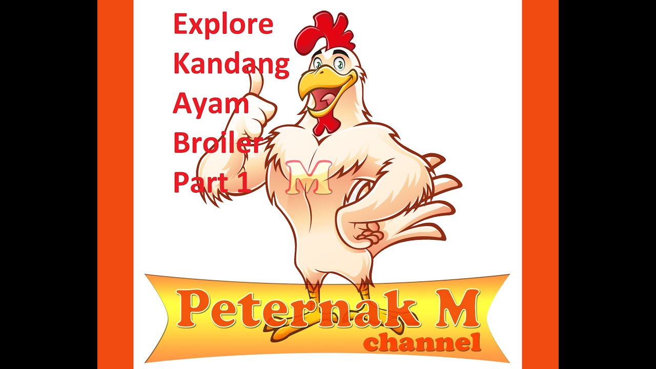 Explore Kandang Ayam Broiler Part 1 
