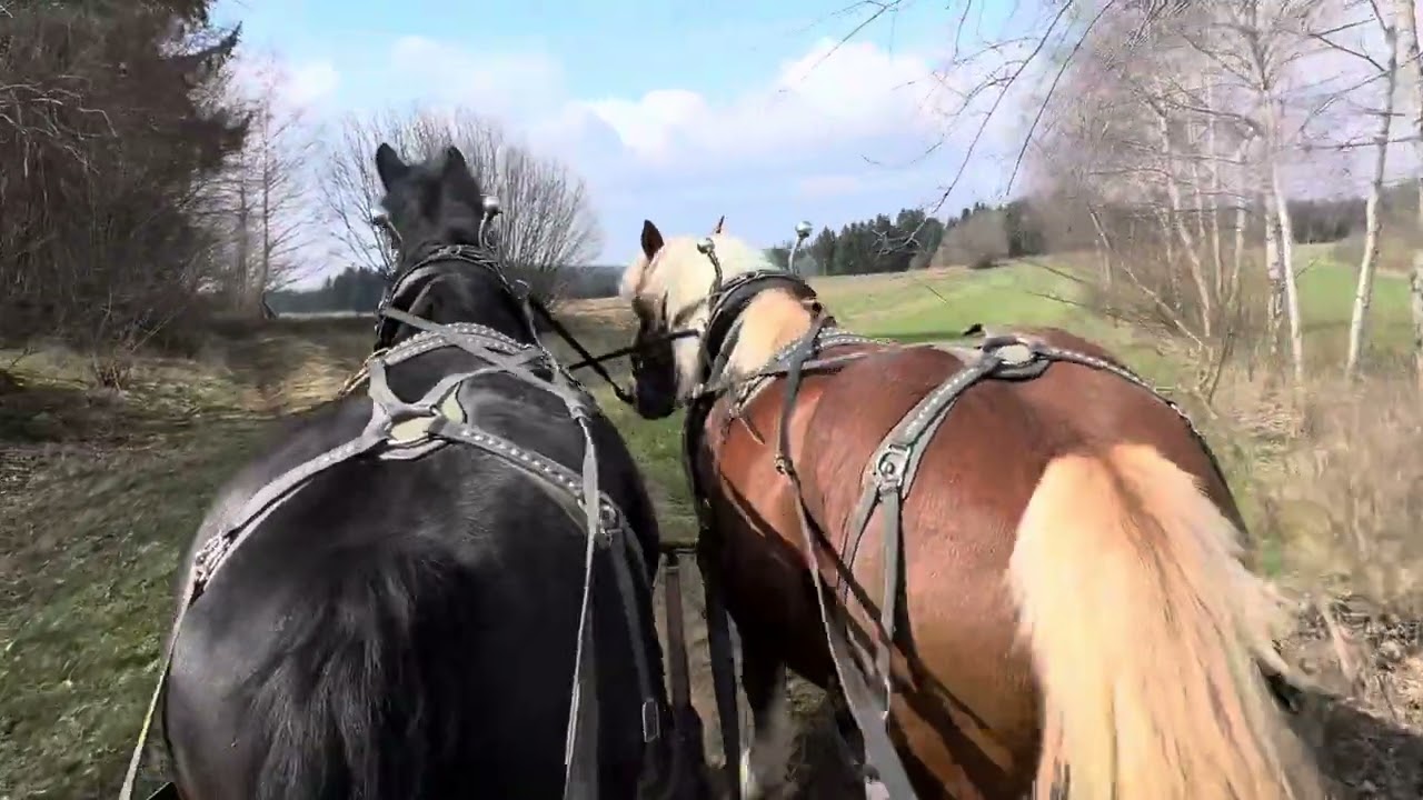 Noriker Moritz und Leo und Feldarbeit im April - draft horses Moritz and Leo and field work in April