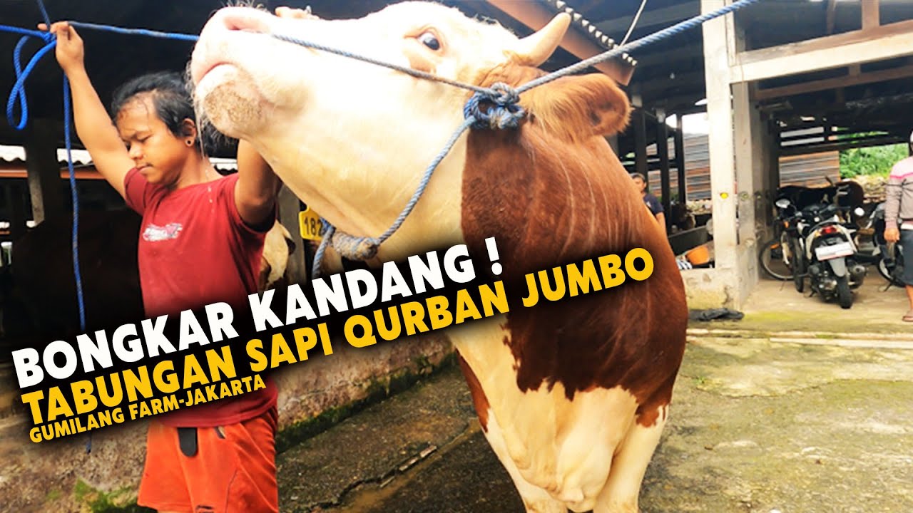 Spil Harga🔥 Kontes Tabungan Sapi Qurban Jumbo Di Gumilang Farm Jakarta Timur