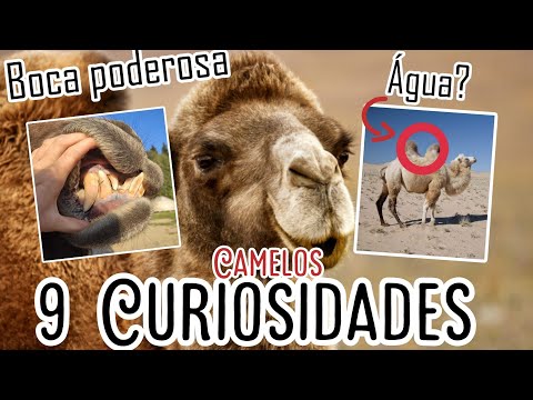 Vídeo: Onde os camelos vivem, os outros não têm chance