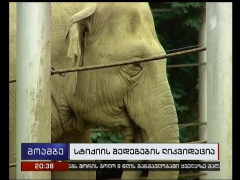 რა მდგომარეობაა ზოოპარკში სტიქიიდან ერთი წლის შემდეგ