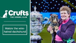 Simply the best! The best of Maisie the WireHaired Dachshund at Crufts 2020