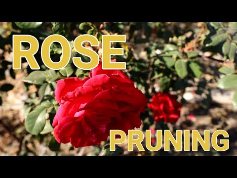 Video: Yuav Ua Li Cas Prune Roses Nyob Rau Lub Caij Ntuj No