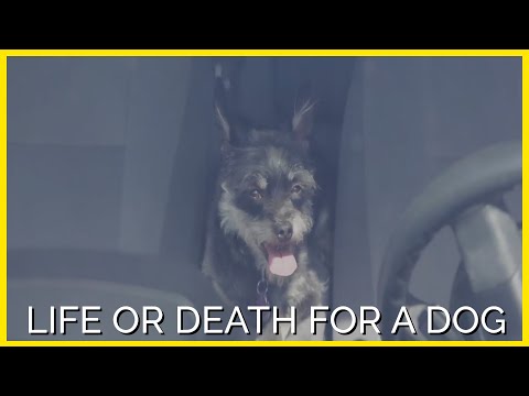You Watching This Video Could Mean Life or Death for a Dog