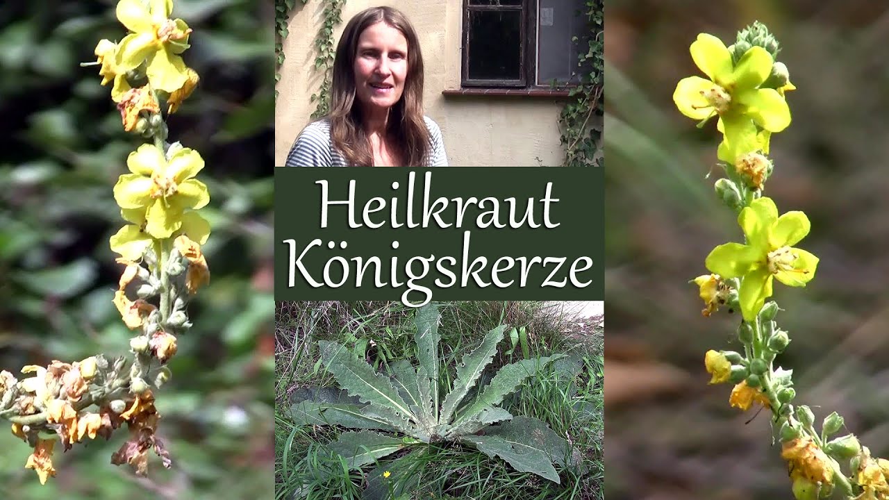 Heilkraut Königskerze - die Power-Pflanze in Erkältungszeiten