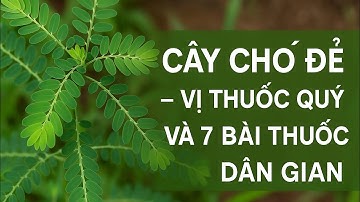 Cây Chó Đẻ: Thần Dược Thanh Nhiệt Giải Độc Gan và 7 Bài Thuốc Dân Gian Hiệu Quả
