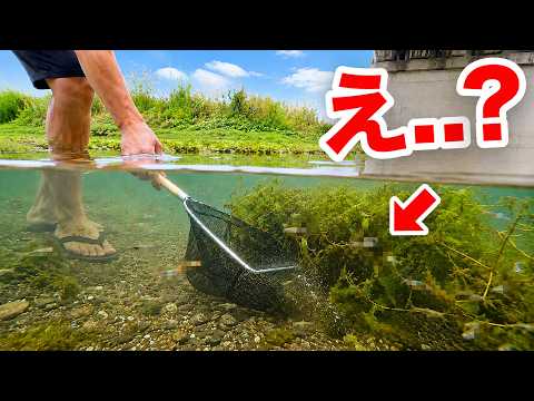 The invasive species released into the wild was insane...