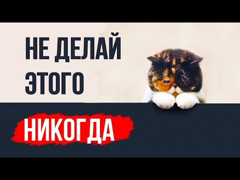 Видео: 9 вещей, которые кошка не забудет НИКОГДА