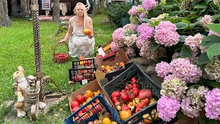 видео: Грядки не копаю и не пропалываю более пяти лет . Урожай достойный. Делюсь опытом.  картинка: Грядки не копаю и не пропалываю более пяти лет . Урожай достойный. Делюсь опытом.