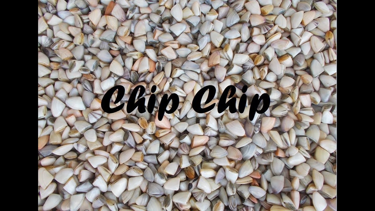 Chip Chip YouTube