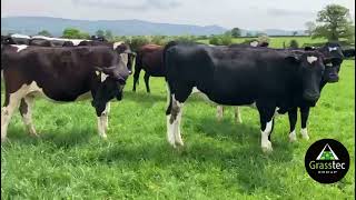 August Calving Heifers (High Milk Solids) - UK