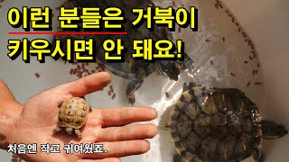 [#거북이씨​]  이런 분들은 거북이 키우시면 안 돼요!