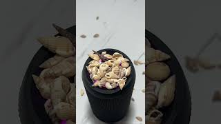 Seashells dancing on the speaker 🐚🐚 #satisfyingvideo #basstest #speaker #basscheck