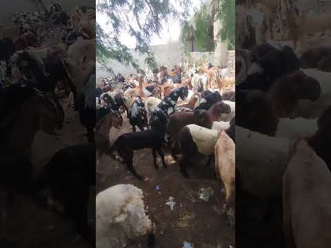 ركوب الخيل الأعلى للماعز الذكر بعد اختياره رئيس ا جديد ا لعائلة الماعز في صحاري ثار  