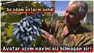 Avatar uzum navi siz bilmagan sirlari🍇