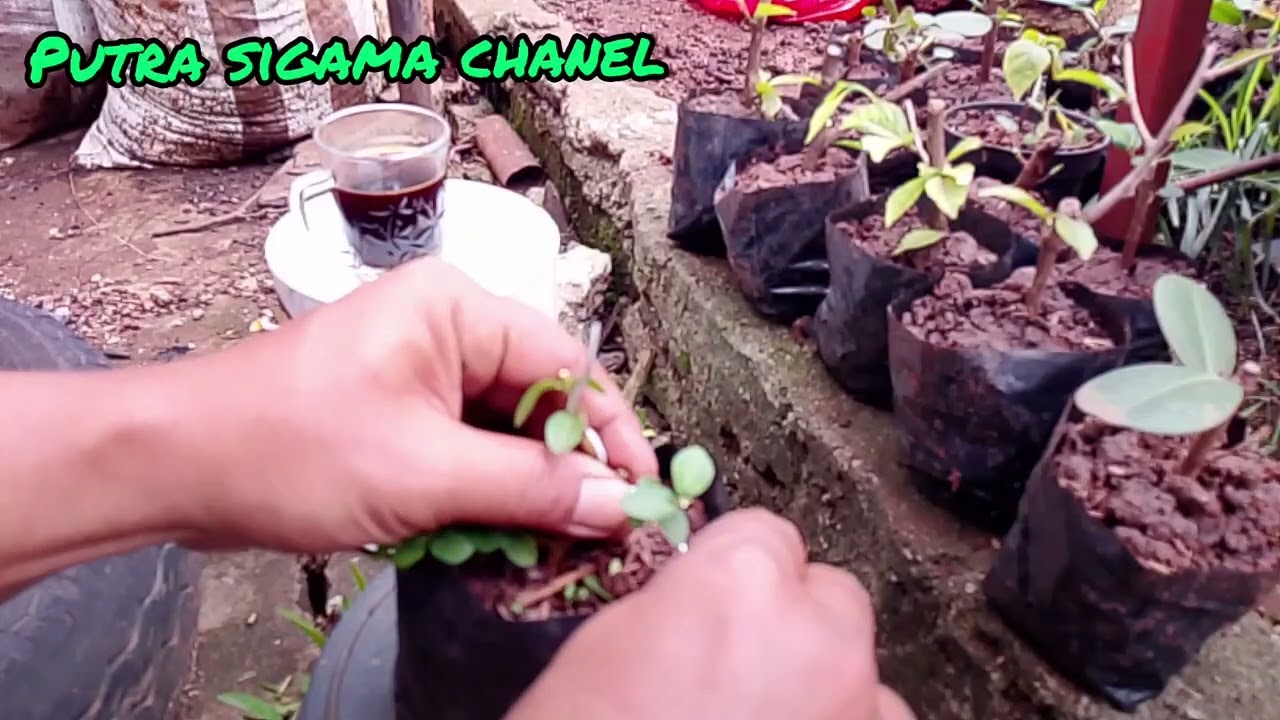 Pruning and wering bonsai sancang