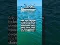 Tampa Bay captains say they saw a great white shark. Did they?