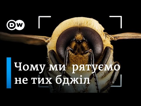 Вимирання бджіл: чому ми рятуємо не тих бджіл | DW Ukrainian