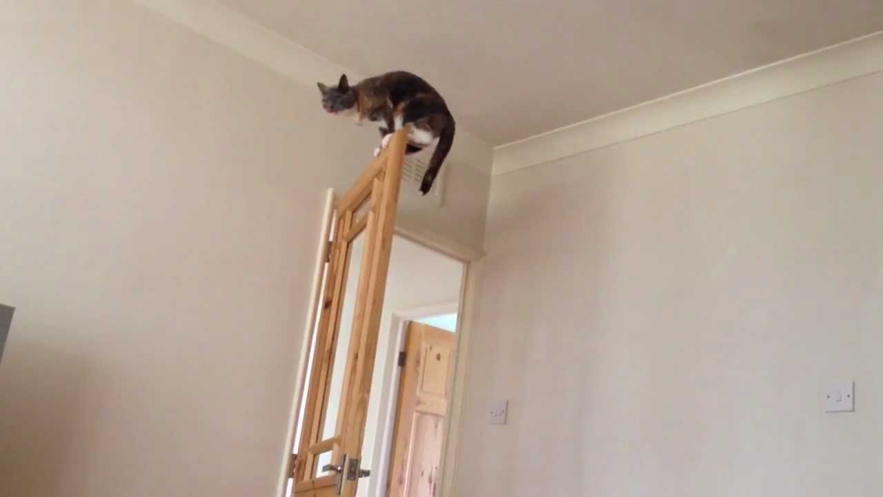 Ninja Cat Personal Best