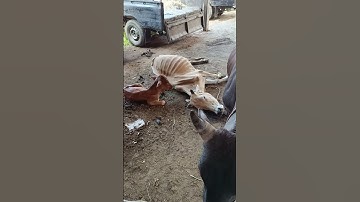 Tingkah Laku Sapi Lucu dan Pintar, Lembu Jinak, Sapi Moo, Sapi kurus #sapi #lembu #shorts