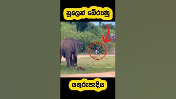 The motorcyclist was attacked by wild elephant🫣#shortvideo #shorts #elephant #attack #youtube #news