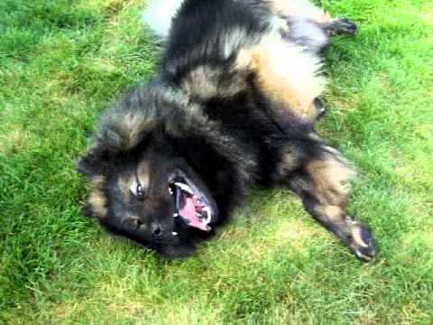 Marcus the Eurasier Dog | Doovi Marcus the Eurasier Dog | Doovi