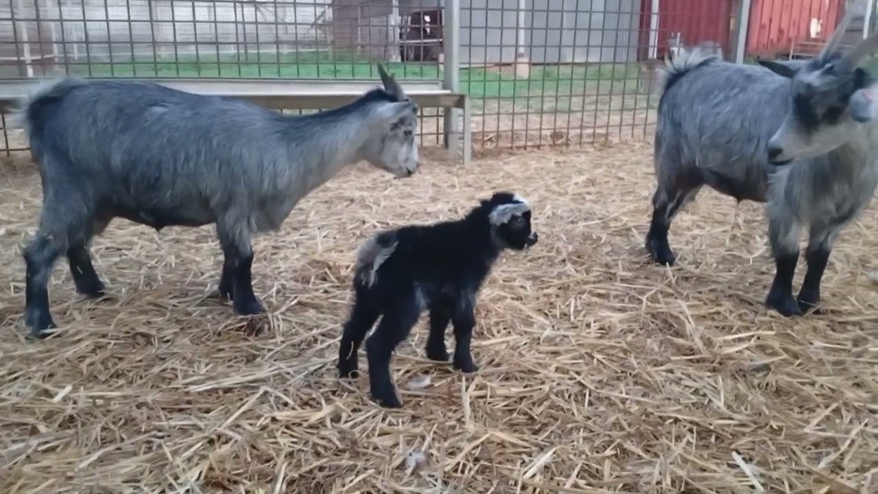 New baby goats