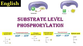 Substrate Level Phosphorylation | Phosphorylation | Glycolysis | Dr Ghanshyam Jangid