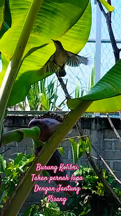 Burung Kolibri takkan Pernah lupa dengan jantung Pisang