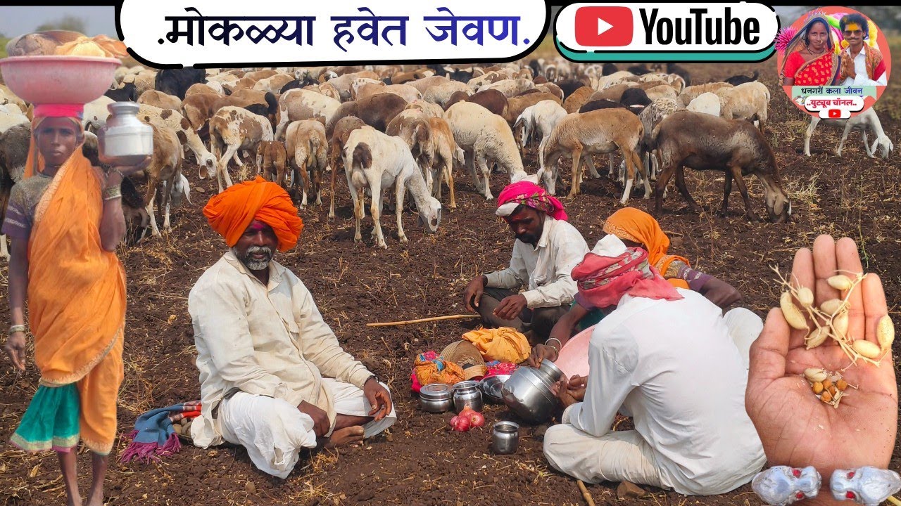 मोकळ्या वातावरणात सुंदर असे केले जेवण धनगरी जीवनामधलं हे आनंदि दीवस..