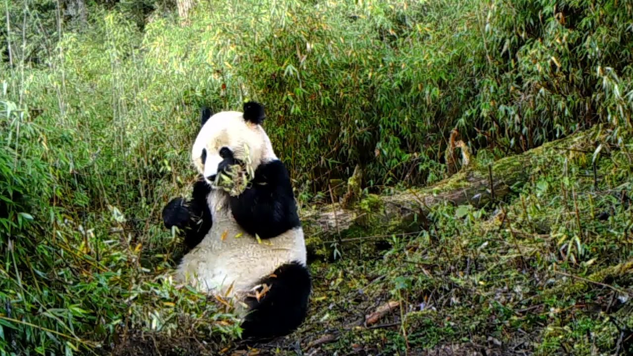 夢中で竹を食べる野生パンダの映像公開 甘粛省 - YouTube