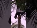 Scary climb with no safety equipment‼️😳😬 #parkour #climb