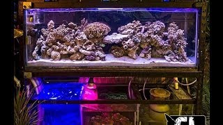 GREENLEAFS 150 GALLON CUSTOM REEF TANK!