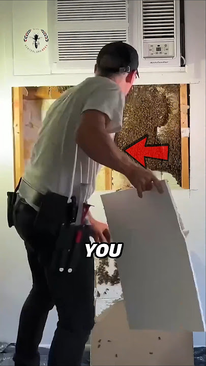 This Is What He Found Inside His Wall After Hearing Noises🐝#shorts