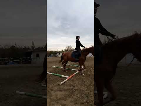 آموزش سوارکاری و اسبسواری در تهران و کرج 09124608266 Horse سوارکاری اسب اسبسواری اسب 