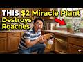 THIS $2 Miracle Plant Destroys Roaches & The $80B Industry DOESN'T Want You To Know!
