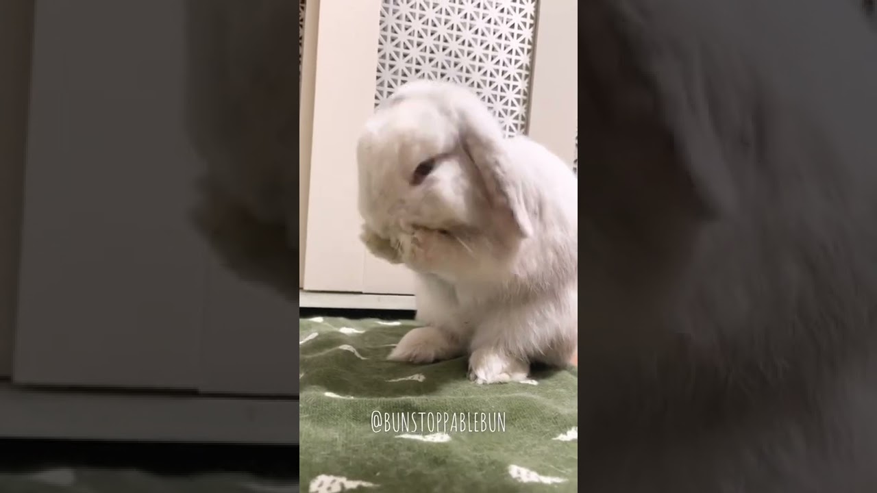 Cleaning face with paws 