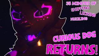 FURRY ASMR - Curious dog RETURNS (Face-tracked)