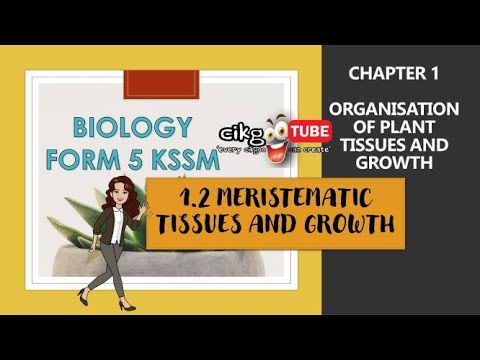 BIOLOGY KSSM FORM 5 : 1.2 MERISTEMATIC TISSUES AND GROWTH