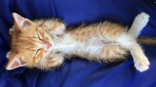 Непробудный сон котенка Непробудный сон котенка