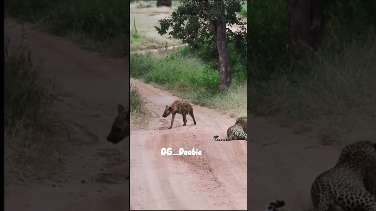 big cat leopard fail to hunt🤣 