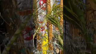 Розы🌹и Каллистемон 🌺Roses and Callistemon #shorts
