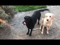 Olive and Mabel. Episode 1 - The Dog's Breakfast Grand Final