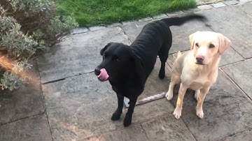 Olive and Mabel. Episode 1 - The Dog