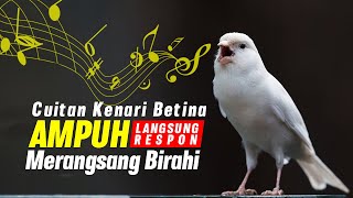 Suara Kenari Betina | SUARA TERAPI KENARI MACET BUNYI DAN MEMANCING BIRAHI KENARI